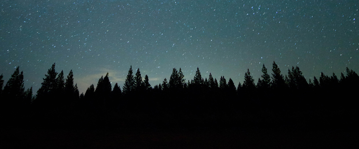pine tree silhouettes against a starry night sky