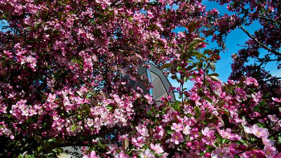blooming tree with Weber Music Hall in the background