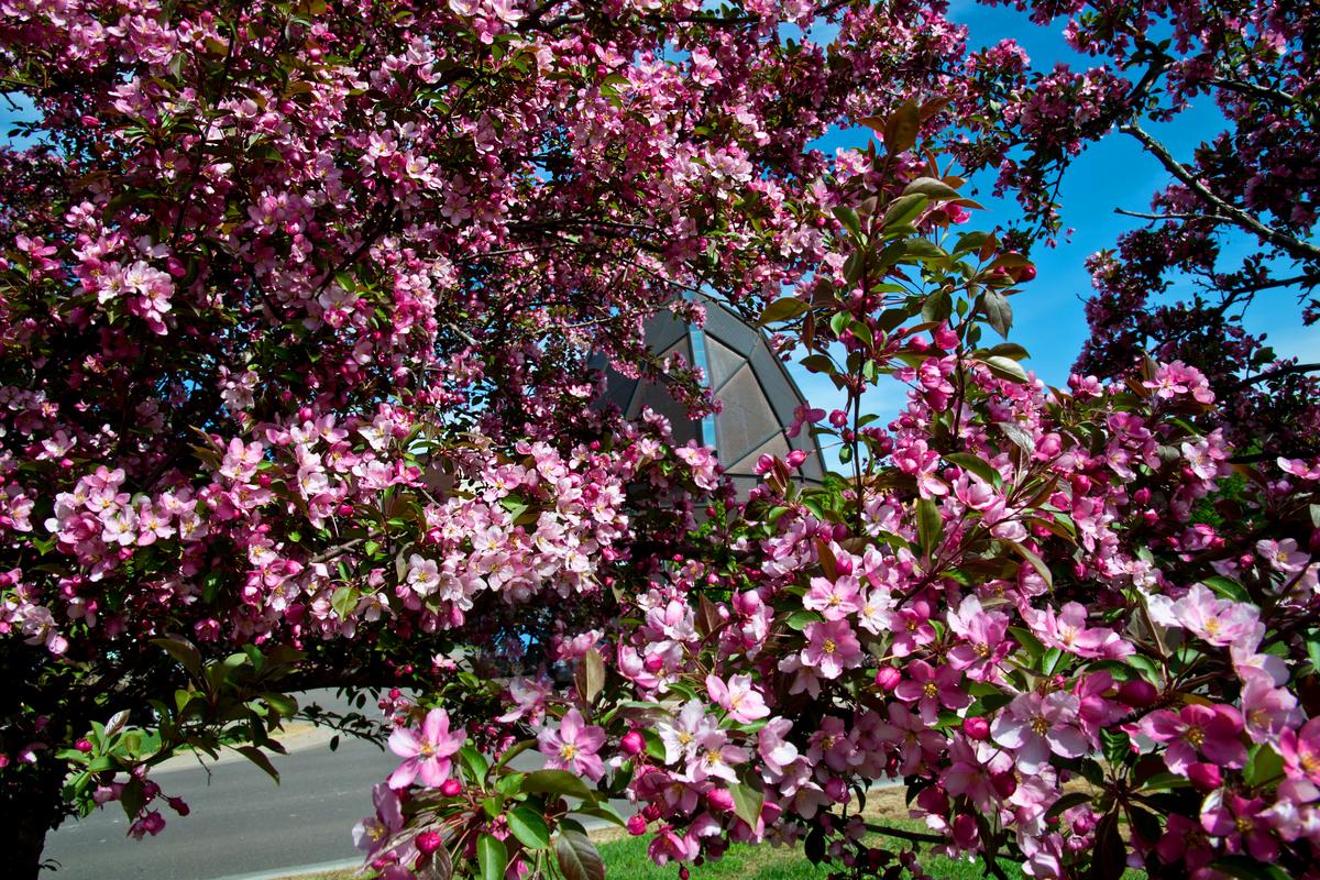 blooming tree with Weber Music Hall in the background