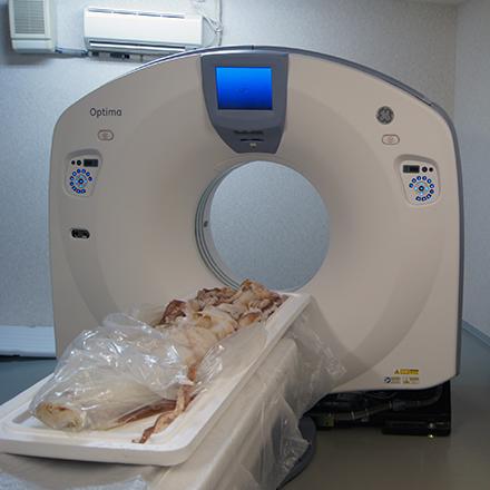 Squid on MRI machine table