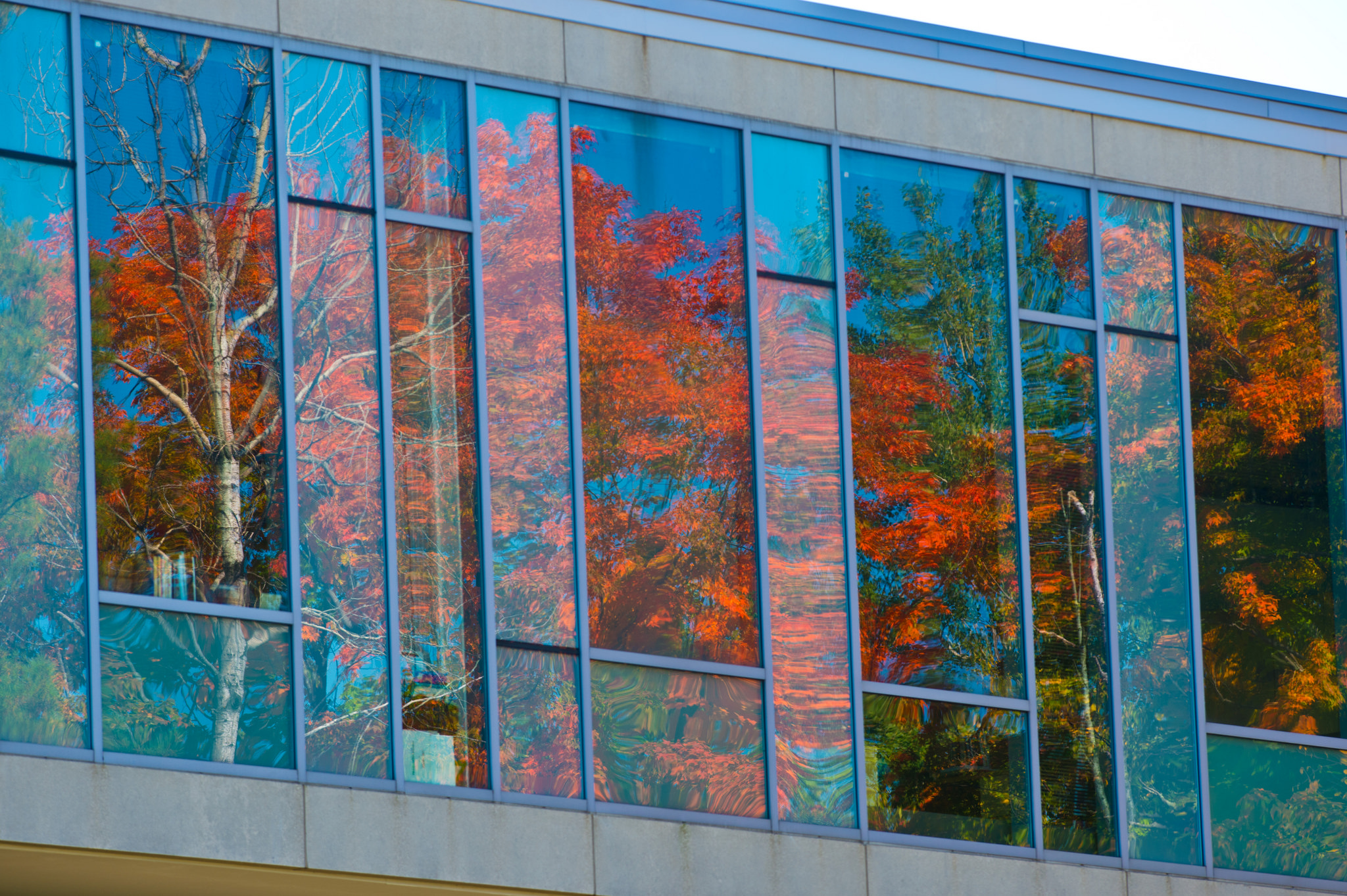 Fall color in window of building