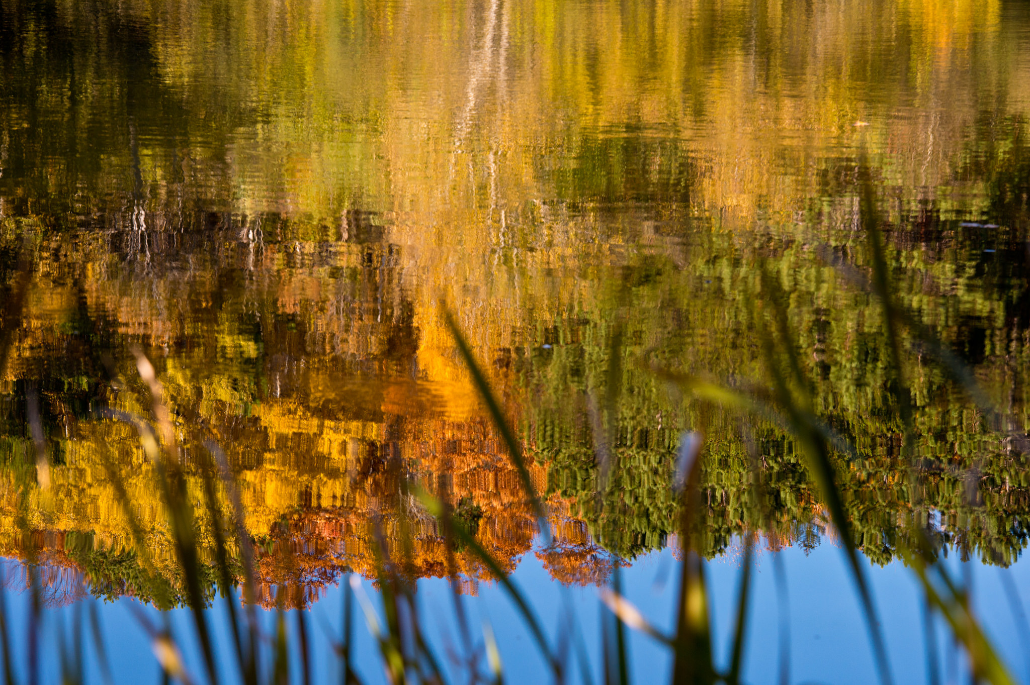 Fall color in pond